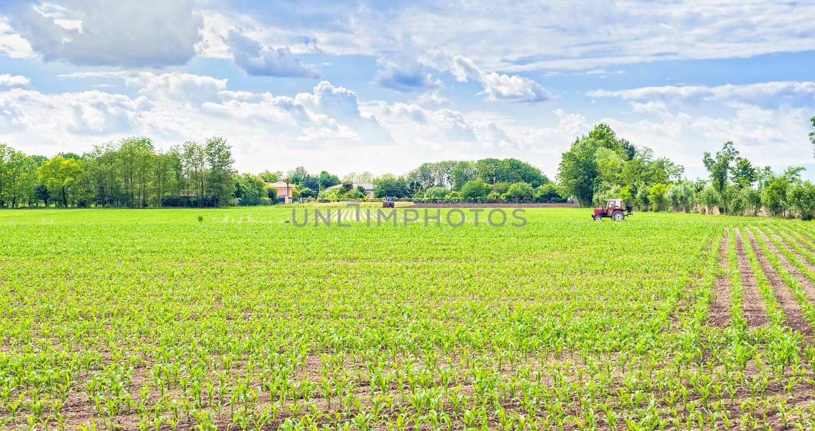 Green field of young corn with tractor fertilizes and blue sky with clouds