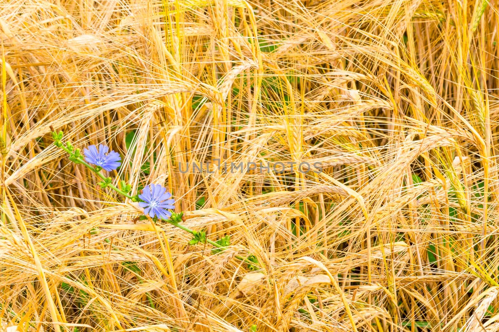 Field of wheat ready to be harvested.