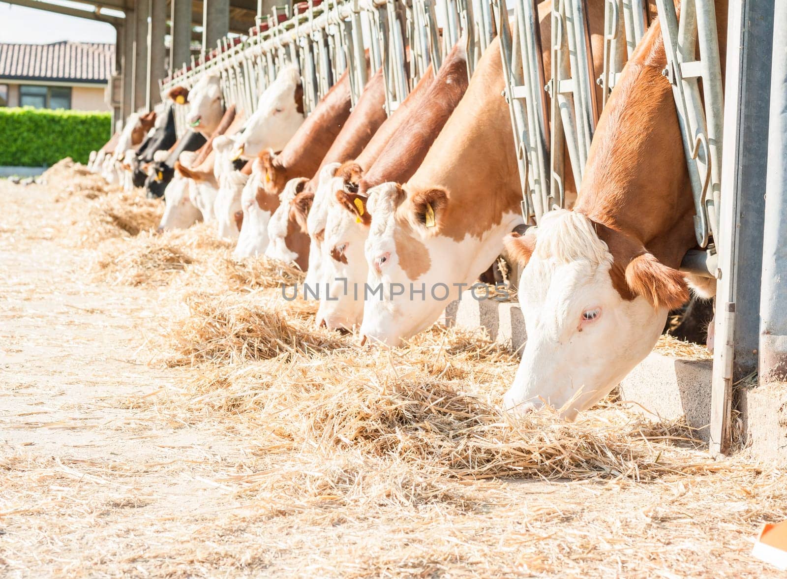 Many cows eating hay on feeding trough.