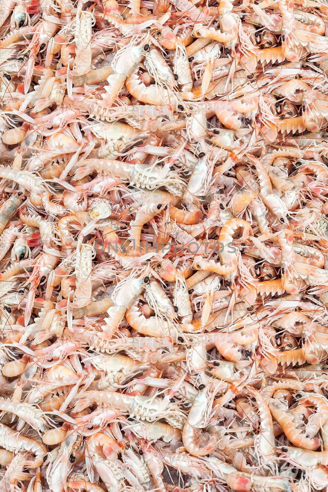 Fresh Shrimps on display in fishermen market. Background texture