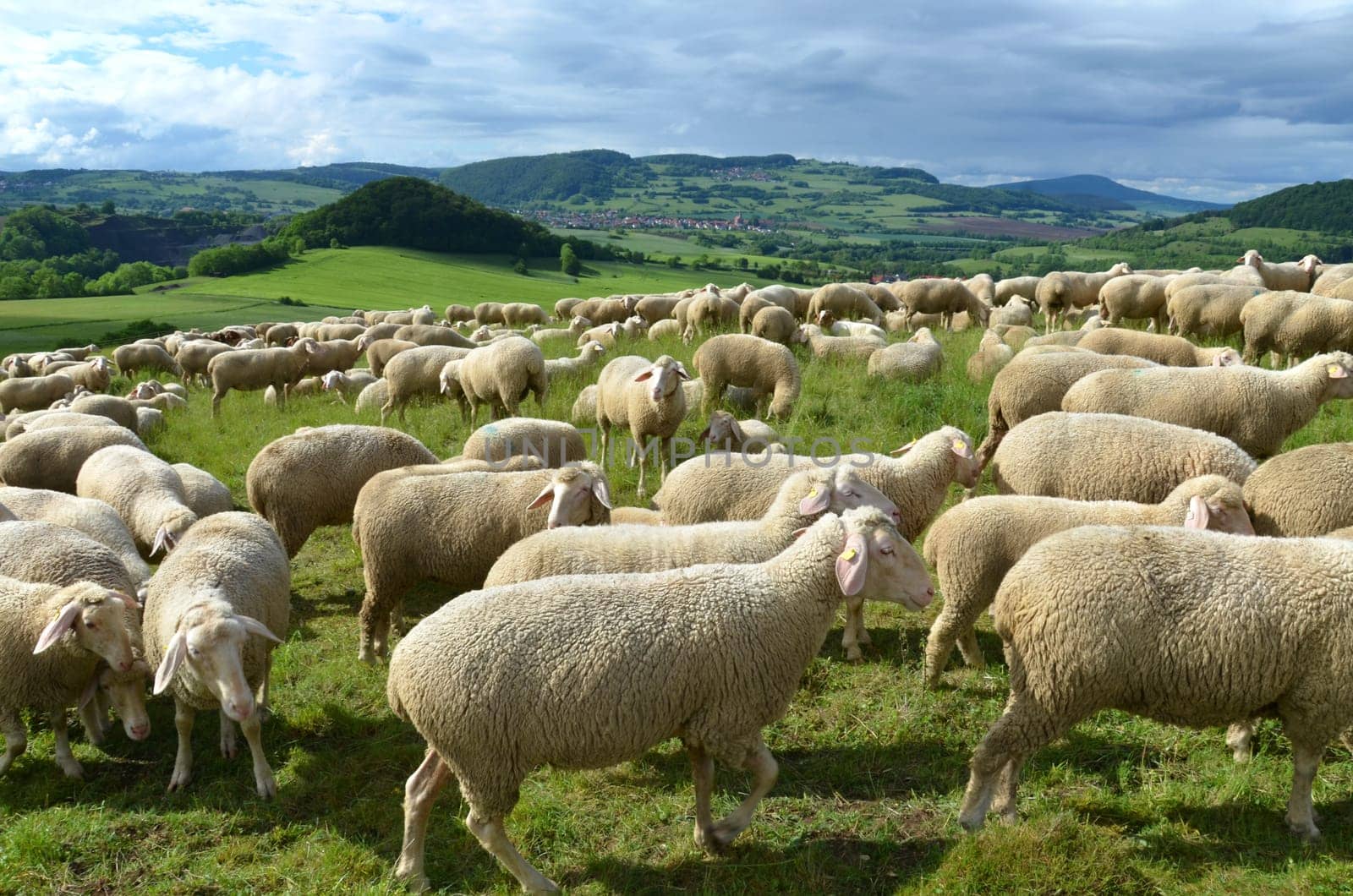 flock of sheep