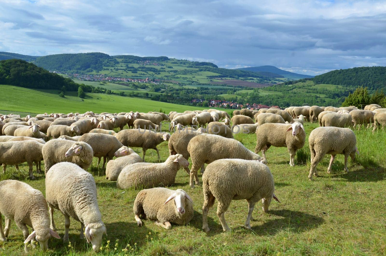 flock of sheep