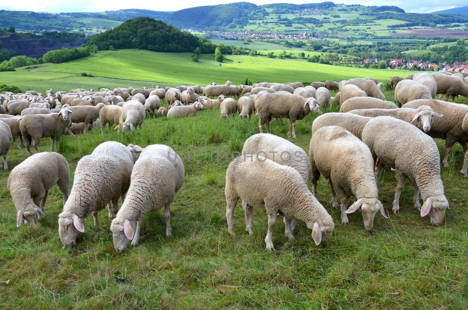 flock of sheep