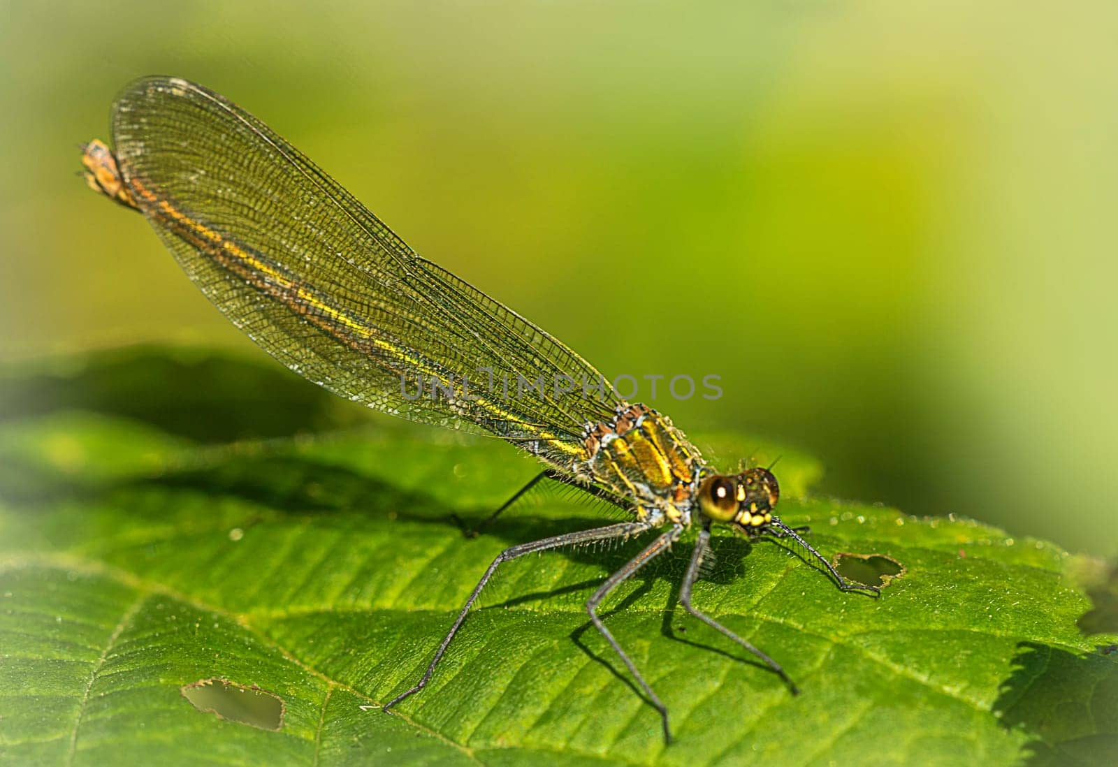 Magnificent dragonfly females