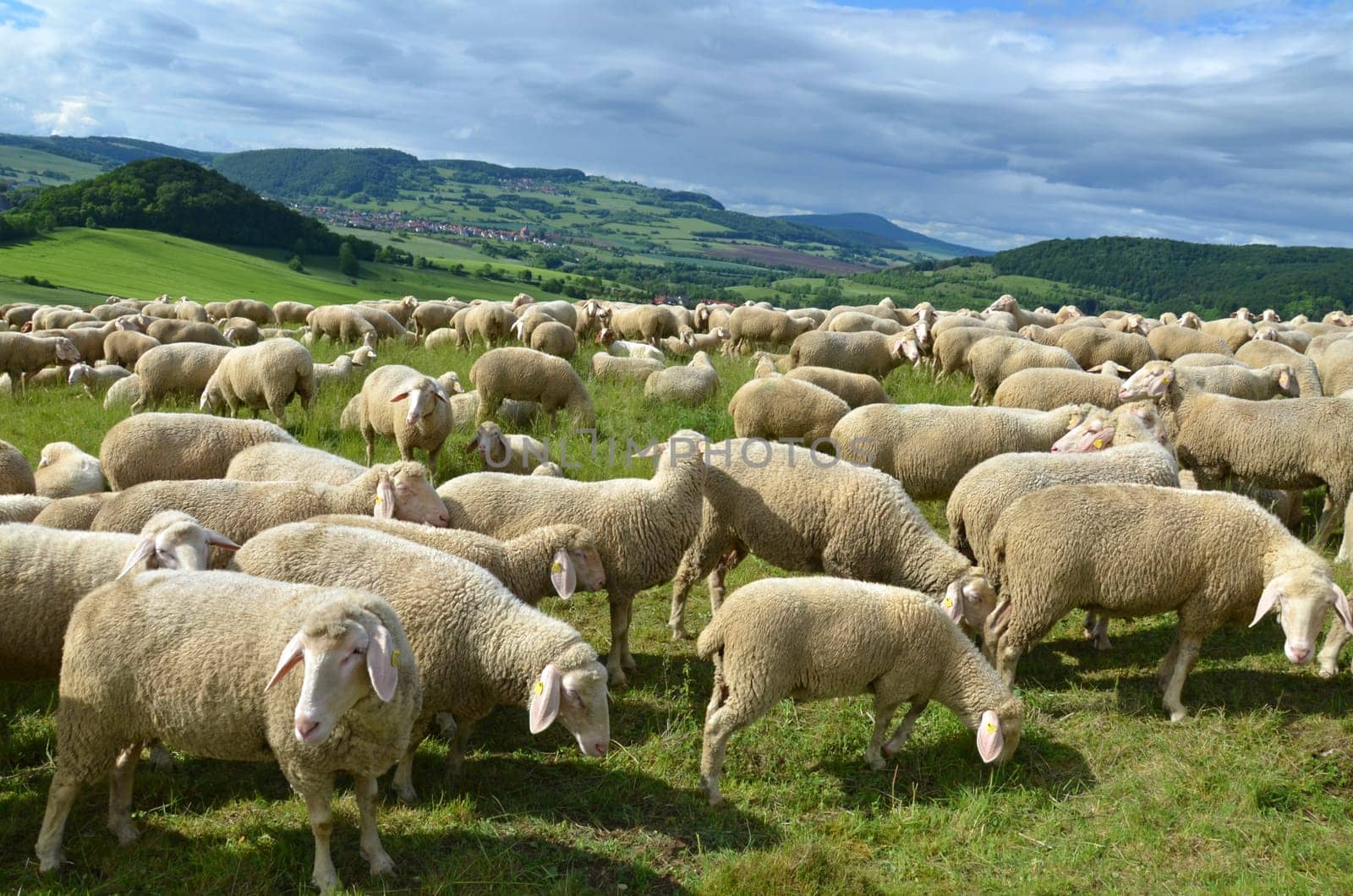 flock of sheep