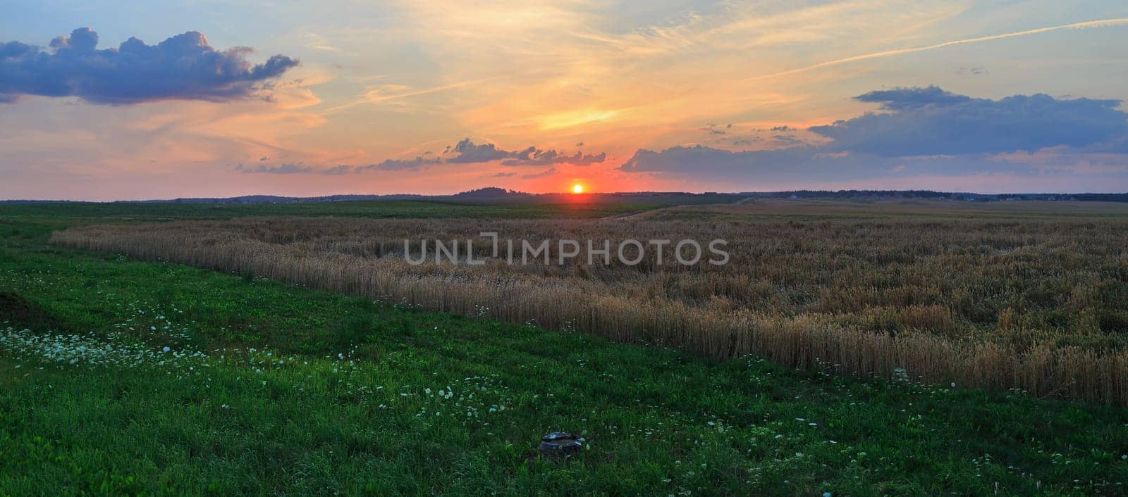 Rural landscape. Panoramic shot of a wheat field at sunset.