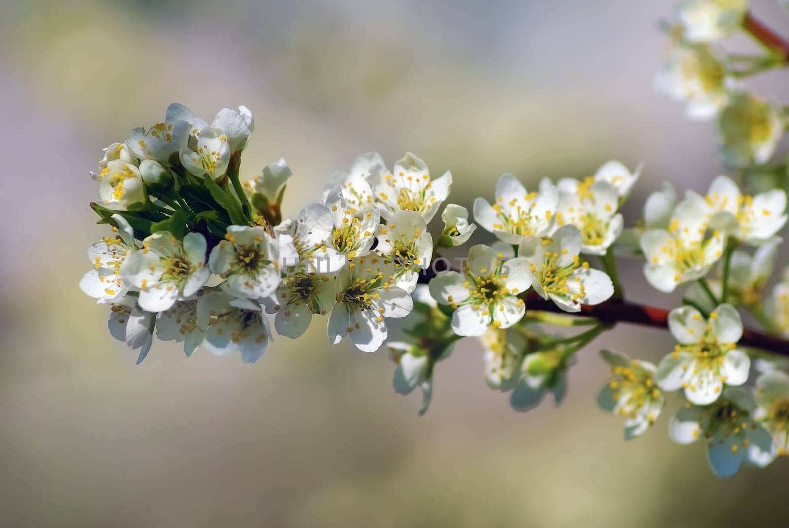Blossoming tree branch. Beautiful bright white flowers on a tree branch on blurred bokeh background. Shallow depth of field. Selective focus.