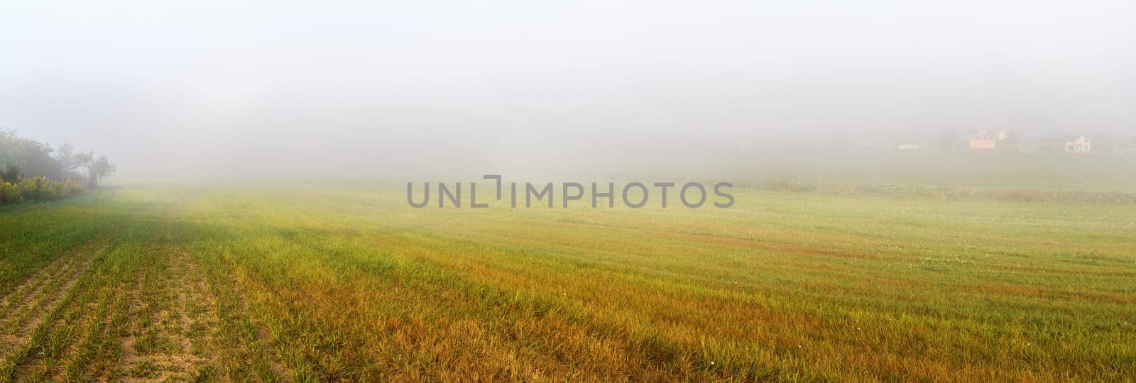 Field and fog. Foggy meadow at morning. Rural landscape with bright green grass. Panoramic shot.