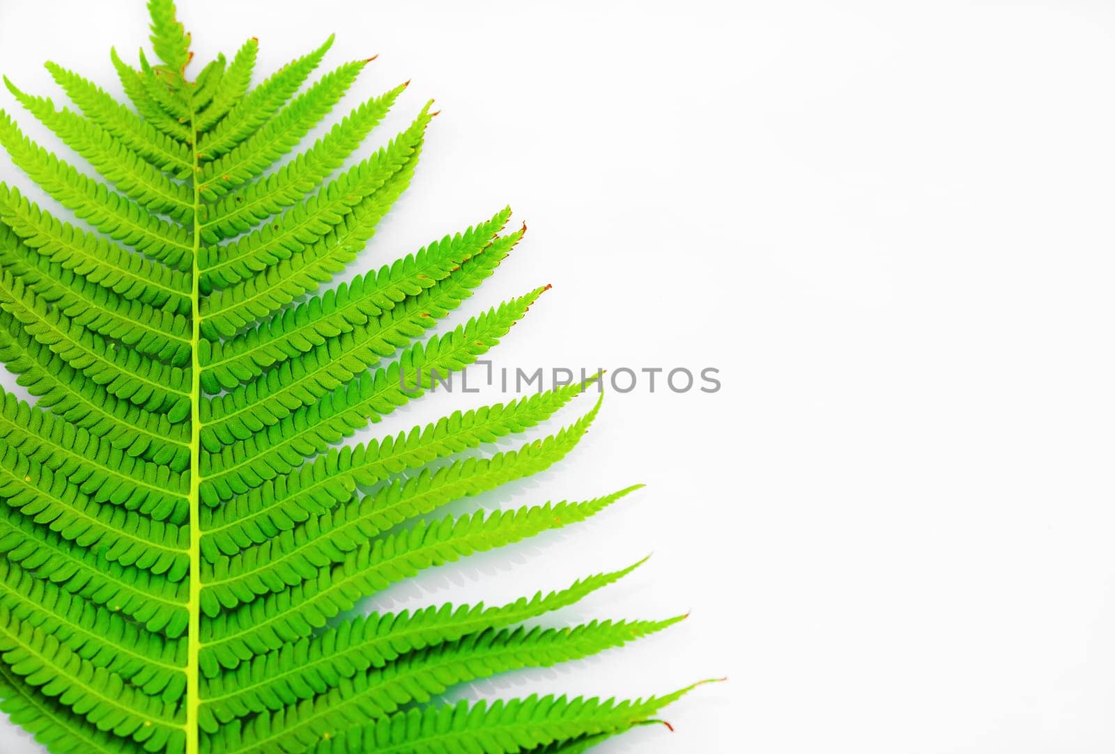 Green fern on a light gray background with copy space. Space for text. Selective focus.