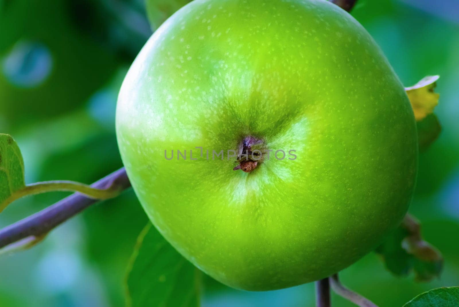 Green unripe apple growing on a tree branch. Shallow depth of field. Selective focus.