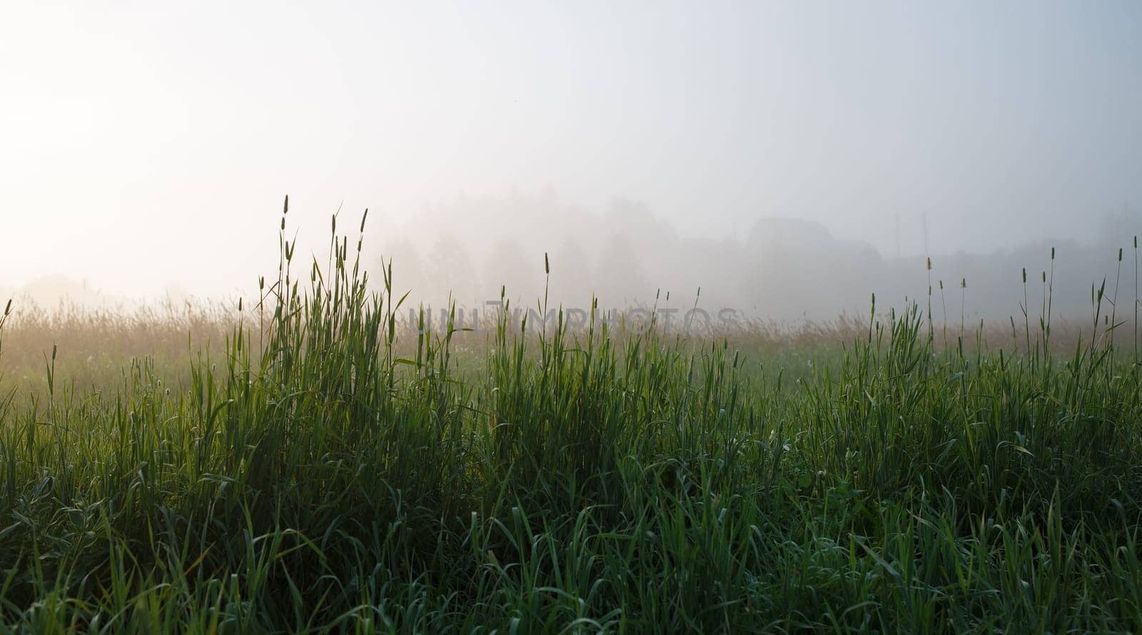 Panoramic shot of the grass early in the morning in the fog. Shallow depth of field. Focus on foreground.