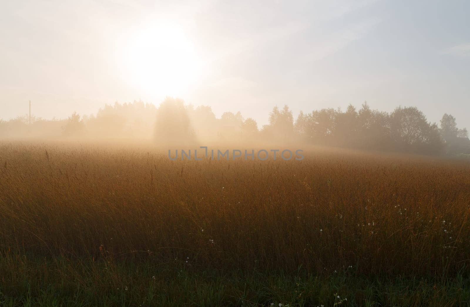 Fog over a field of tall grass at dawn. Silhouettes of trees in the background, on the background of bright sunlight. Rural landscape.