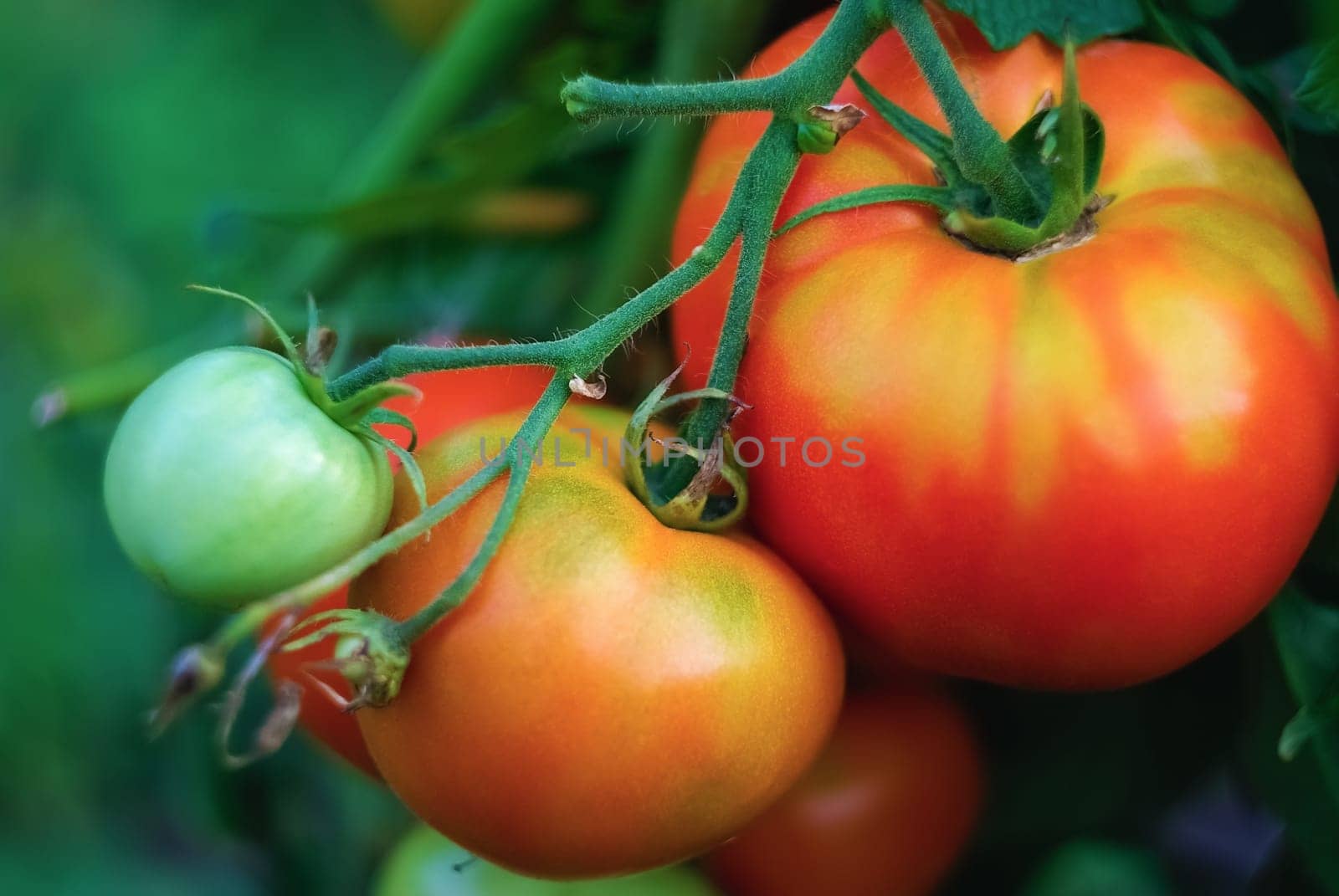 Shallow depth of field. Selective focus.
