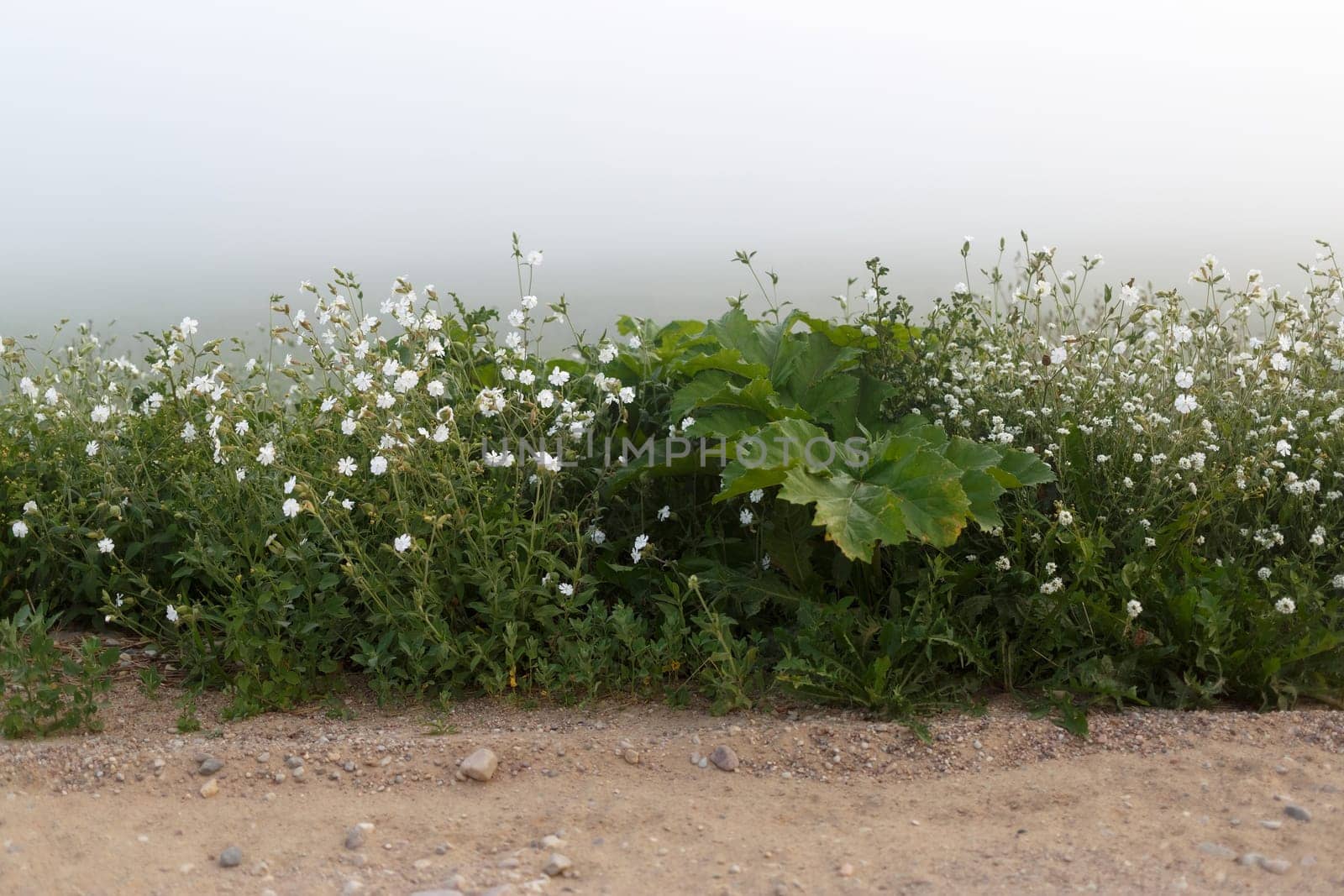 Green grass field with white wildflowers in the summer in a fog against the sky of peace and meditation. Mist over the meadow. Shallow depth of field. Selective focus.