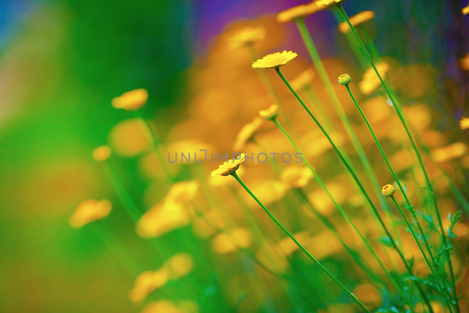 Bright yellow spring flowers. Soft focus effect. Shallow depth of field. Selective focus.