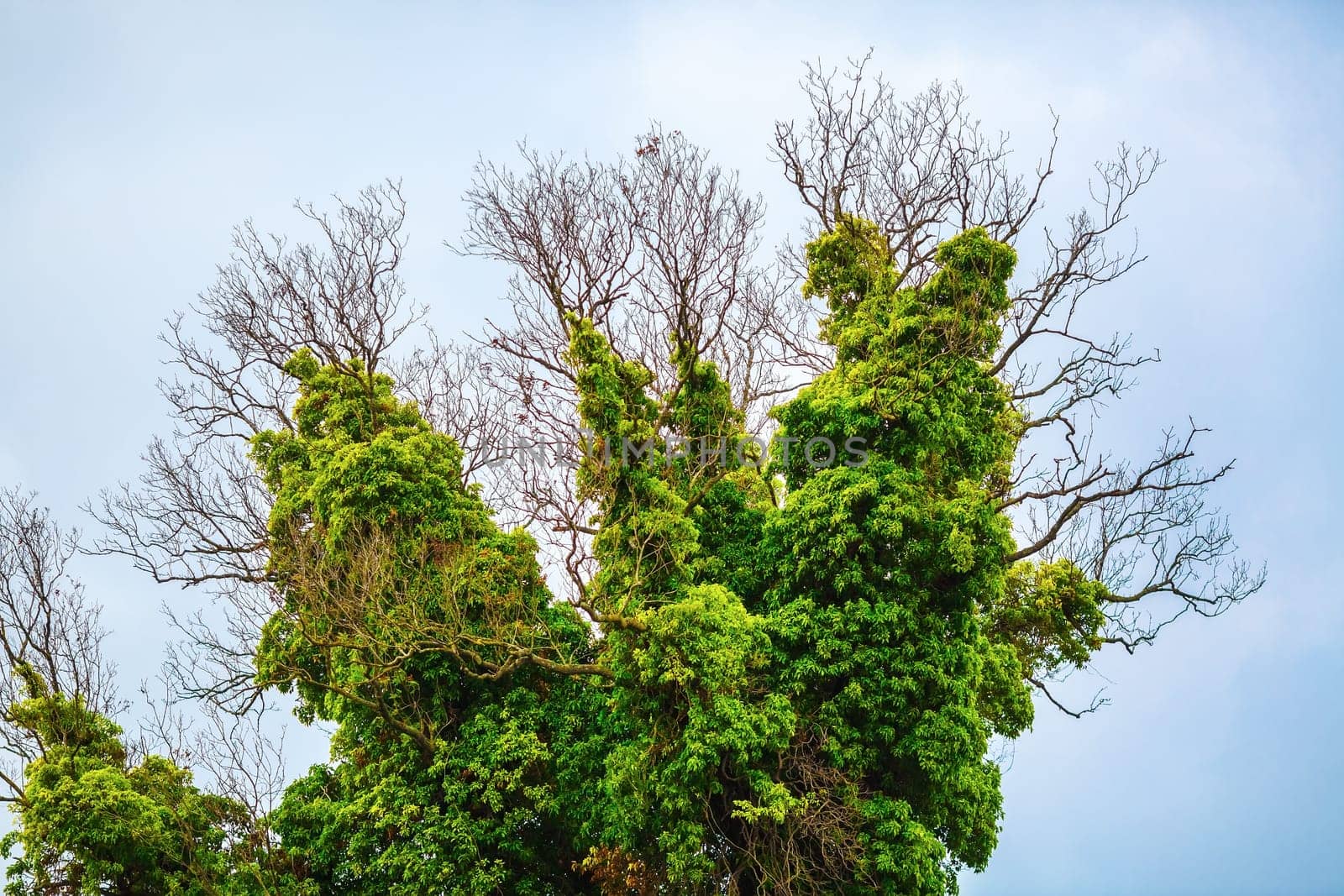 Close-up of a tree covered with lush green vegetation. Old dry tree, densely braided green bindweed with lush foliage.