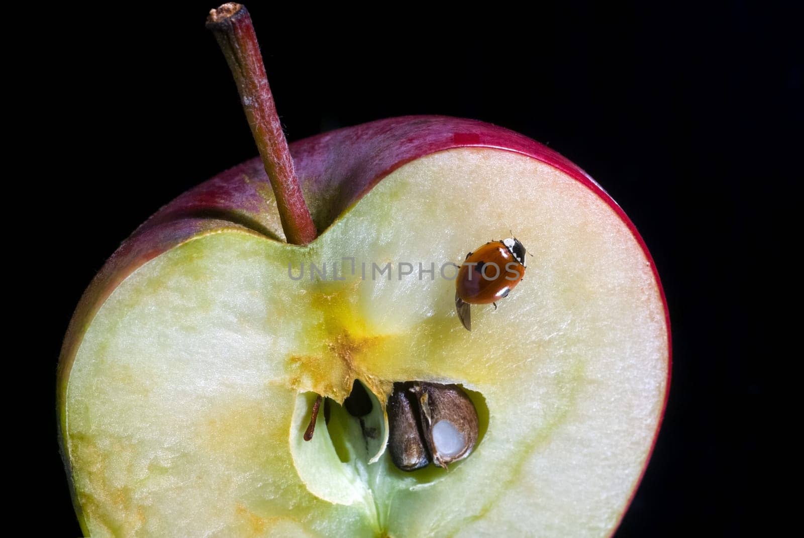 Half of apple and ladybird on a black background close-up. Selective focus.