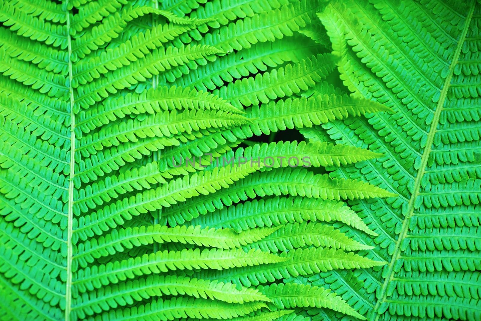 Fresh bright green fern leaves as a background.