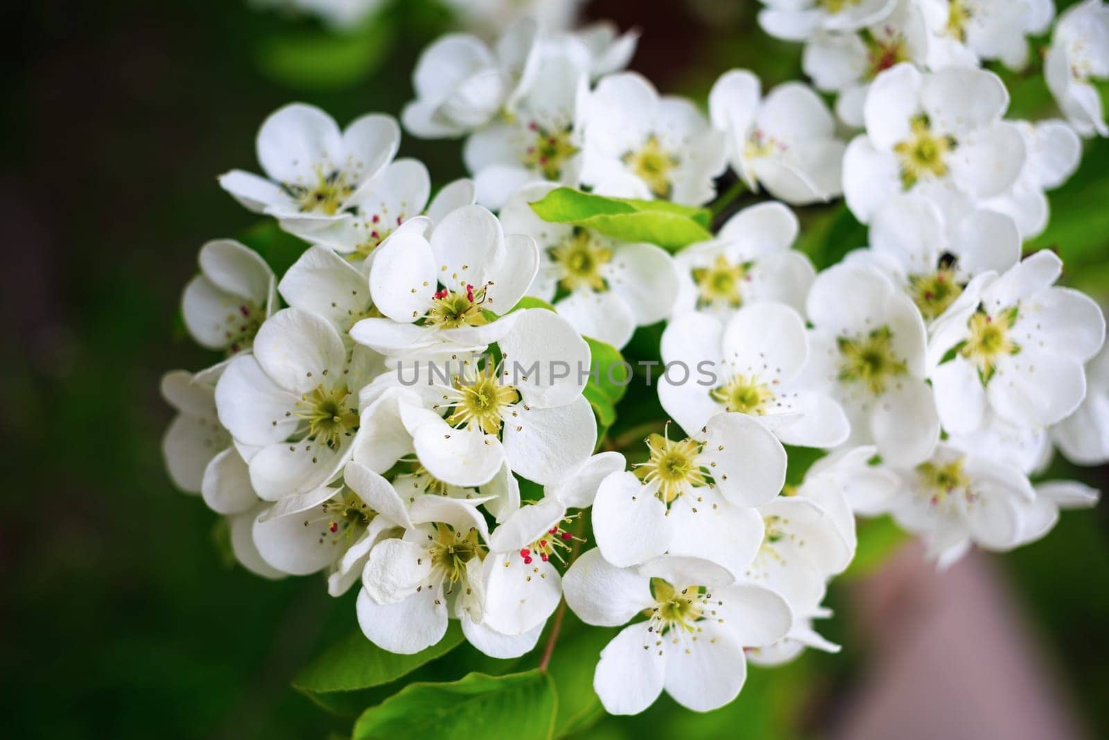 Beautiful bright white flowers and green leaves on a tree branch. Shallow depth of field.