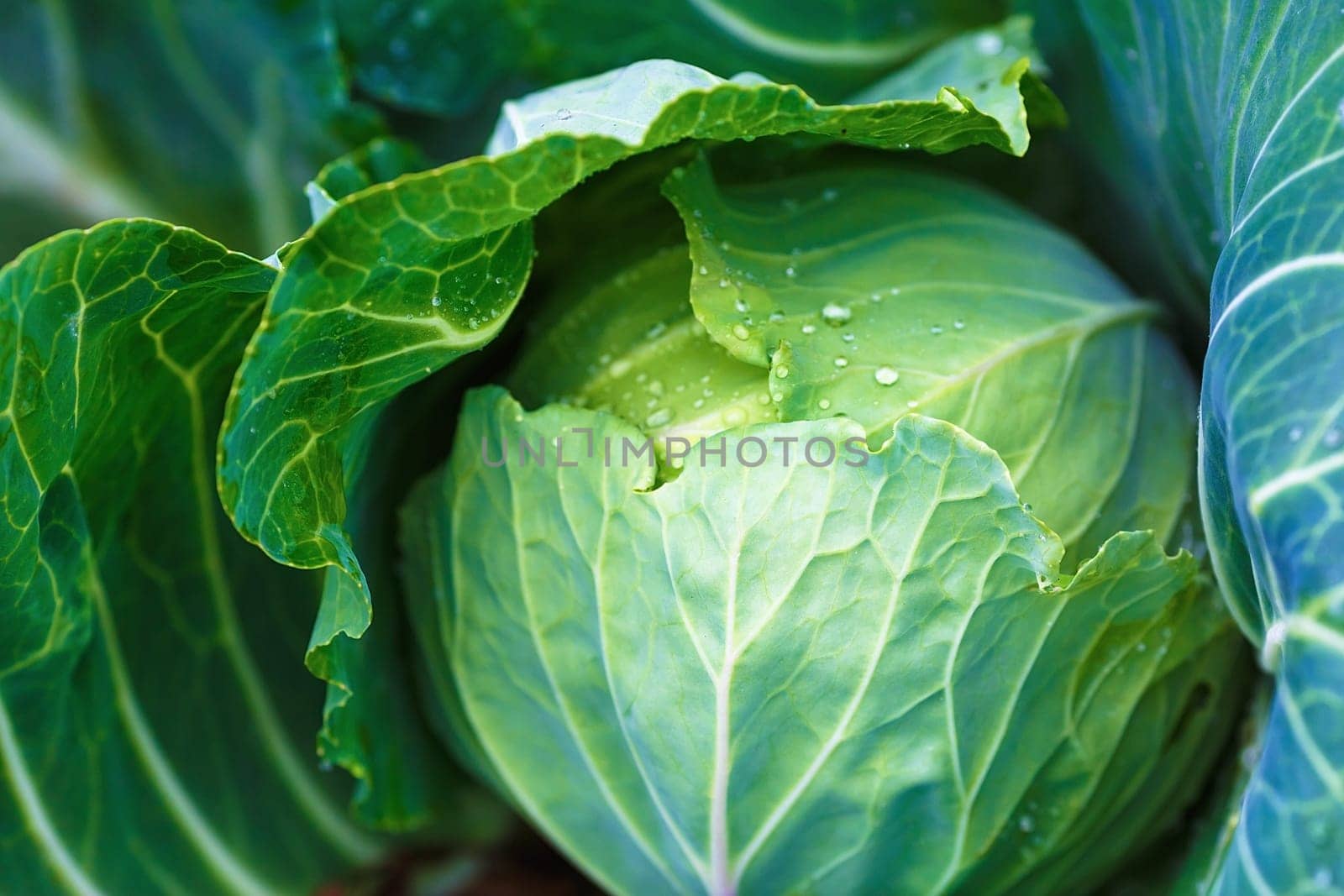 Shallow depth of field. Selective focus.