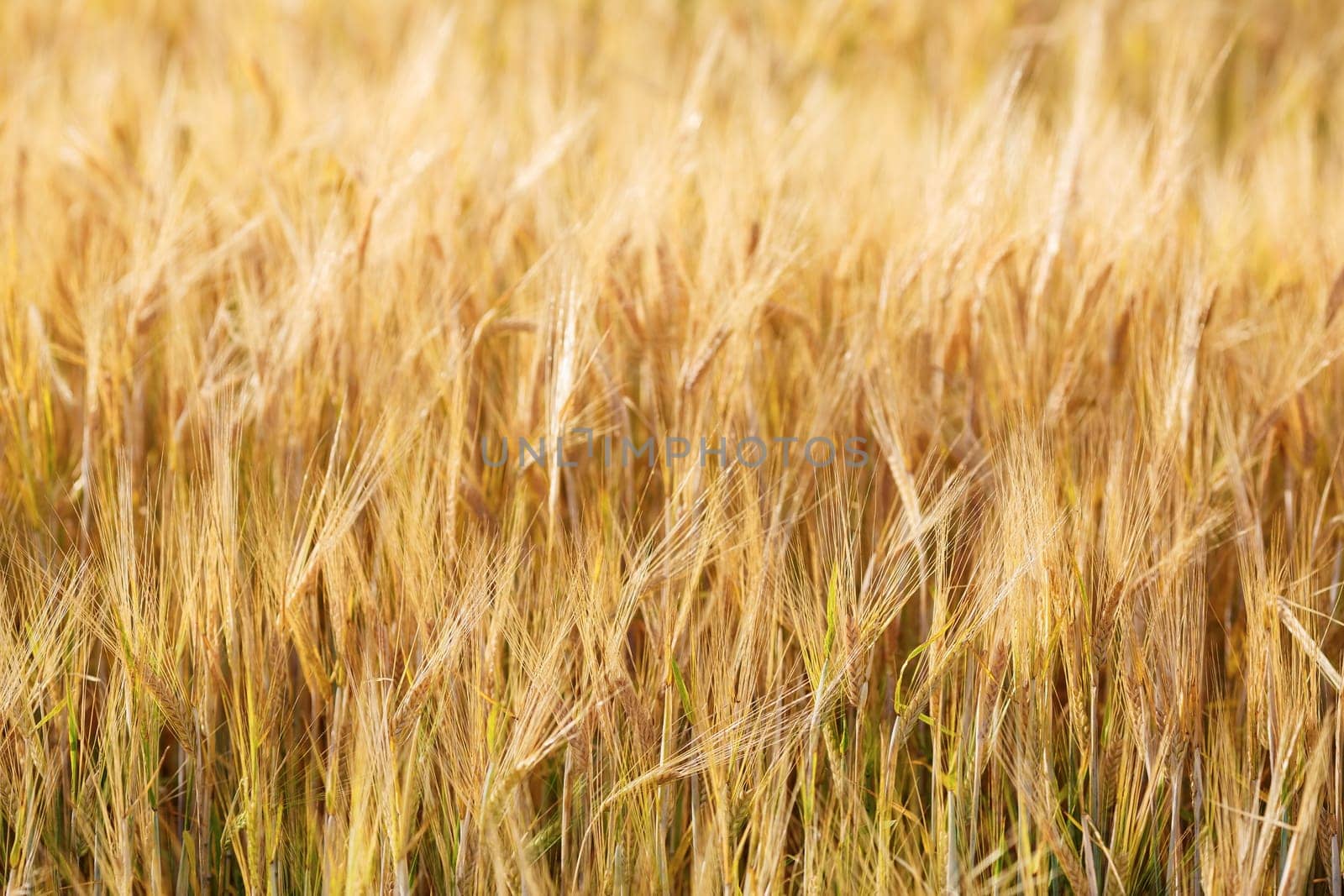 Closeup of golden wheat field on a bright sunny day. Shallow depth of field. Selective focus.