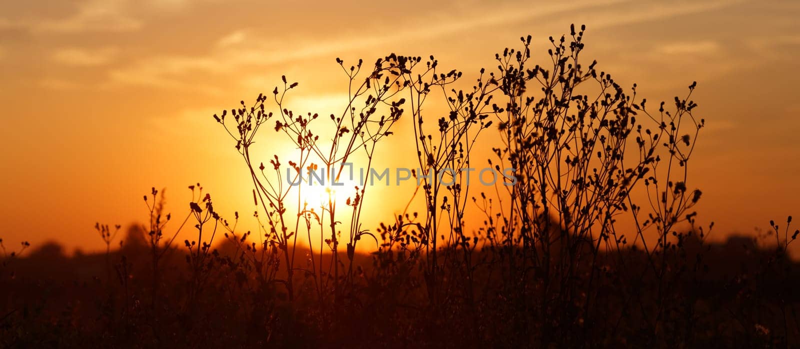 Silhouettes of dry weeds on the background of a golden sunset. Panoramic shot. Shallow depth of field. Selective focus.