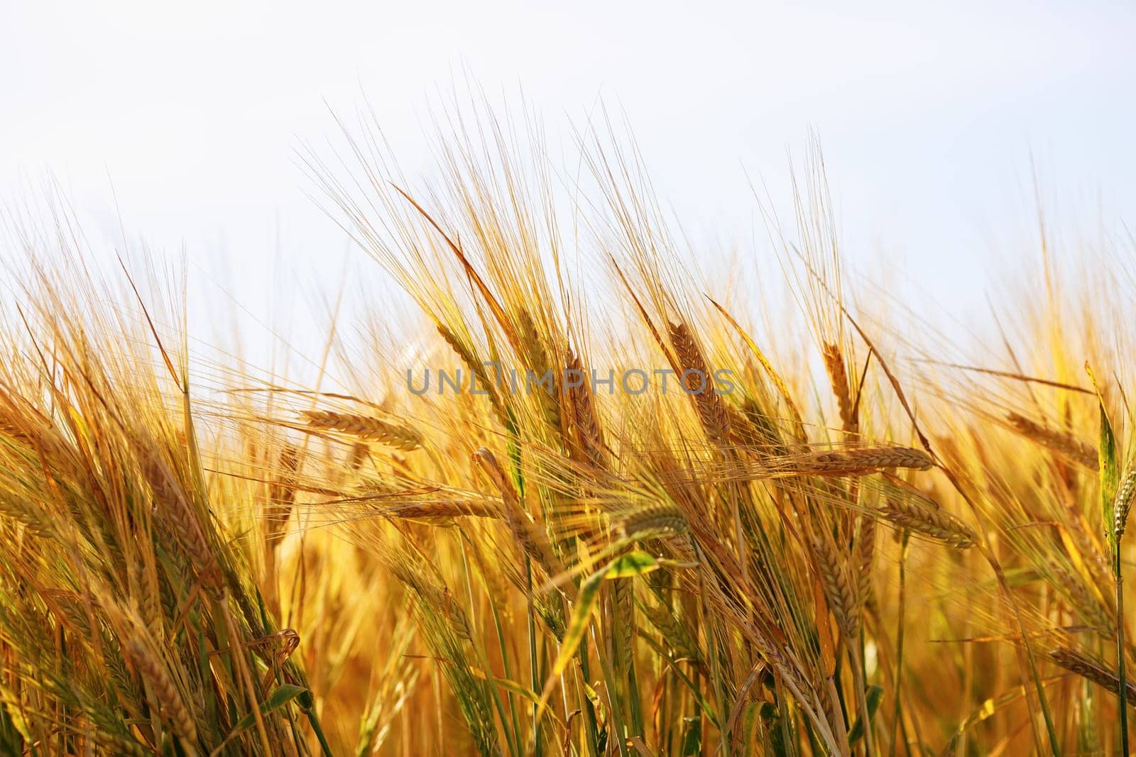 Wheat ears close-up. Golden wheat field. Shallow depth of field. Selective focus.