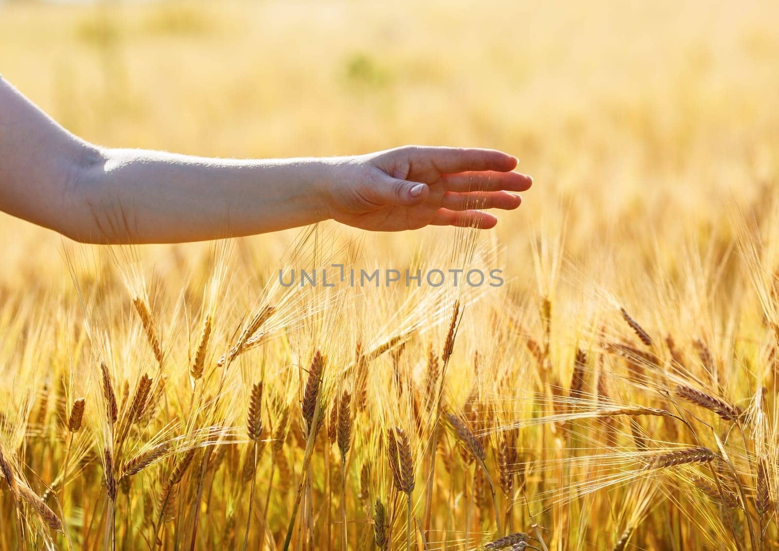 Female hand on the background of a wheat field. Ripe ears of wheat. Shallow depth of field. Selective focus.