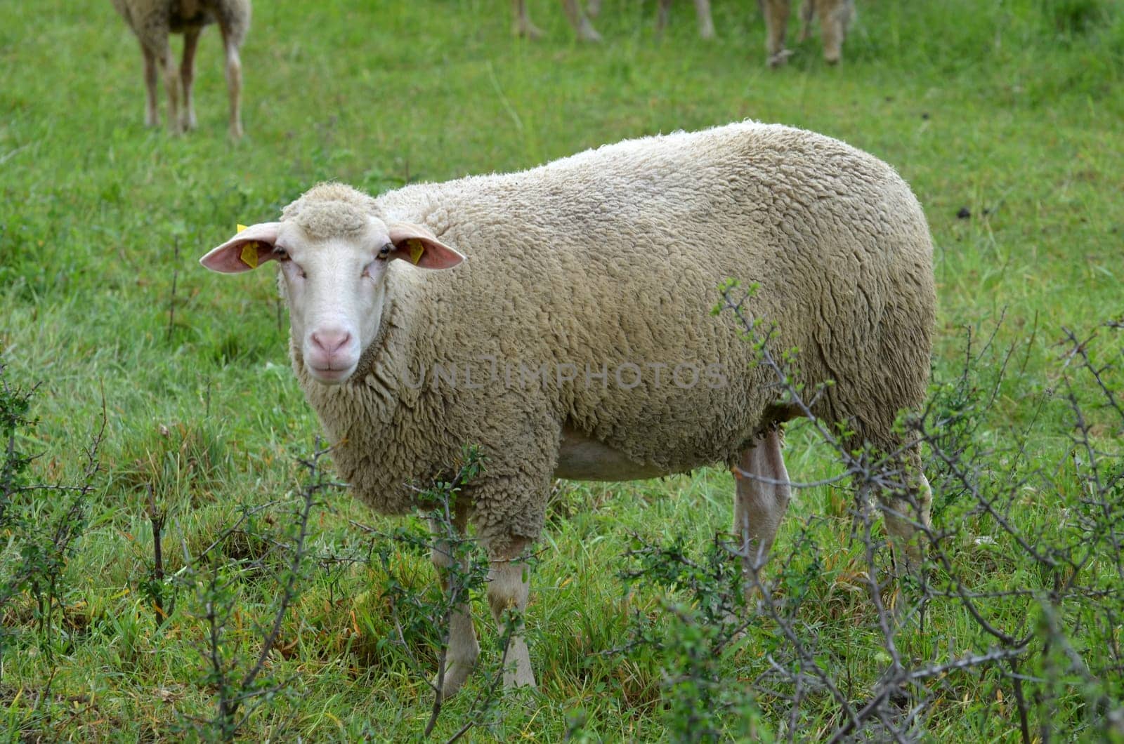 sheep
