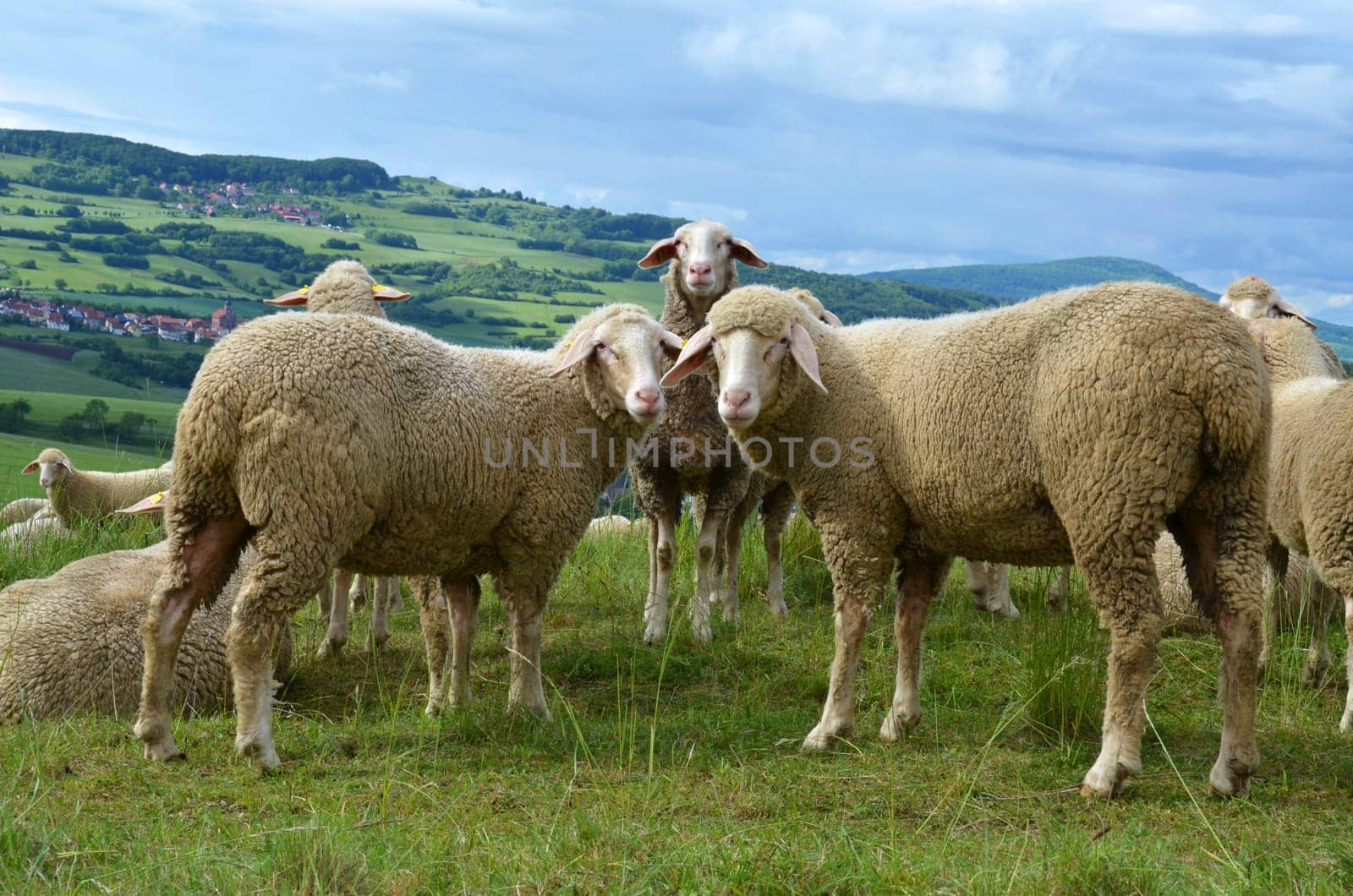 sheep