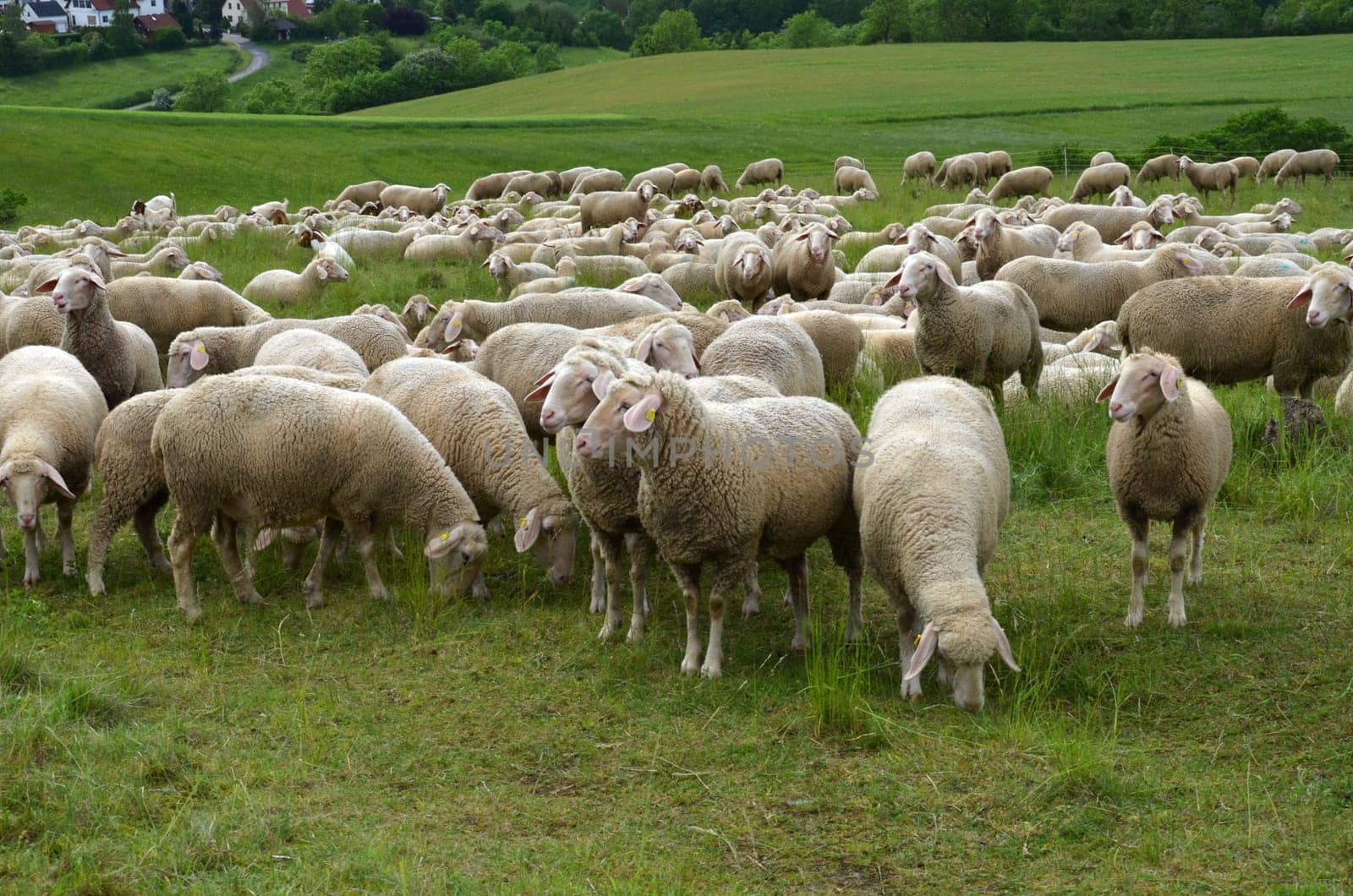 sheep
