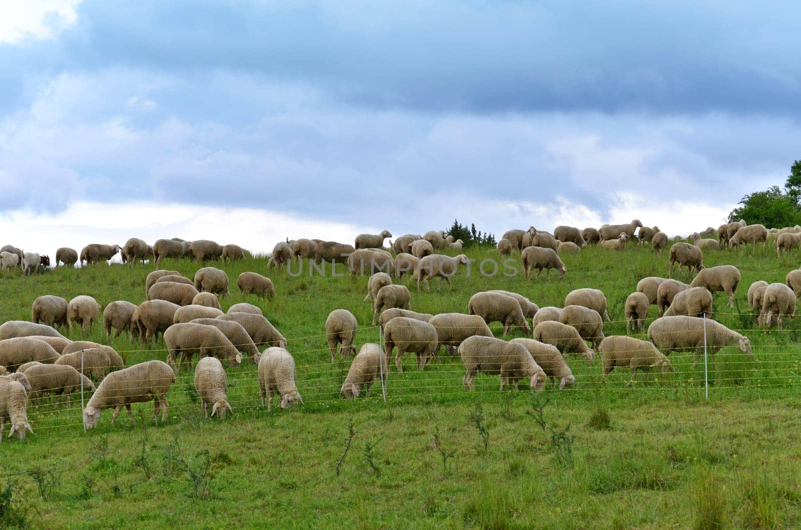 sheep