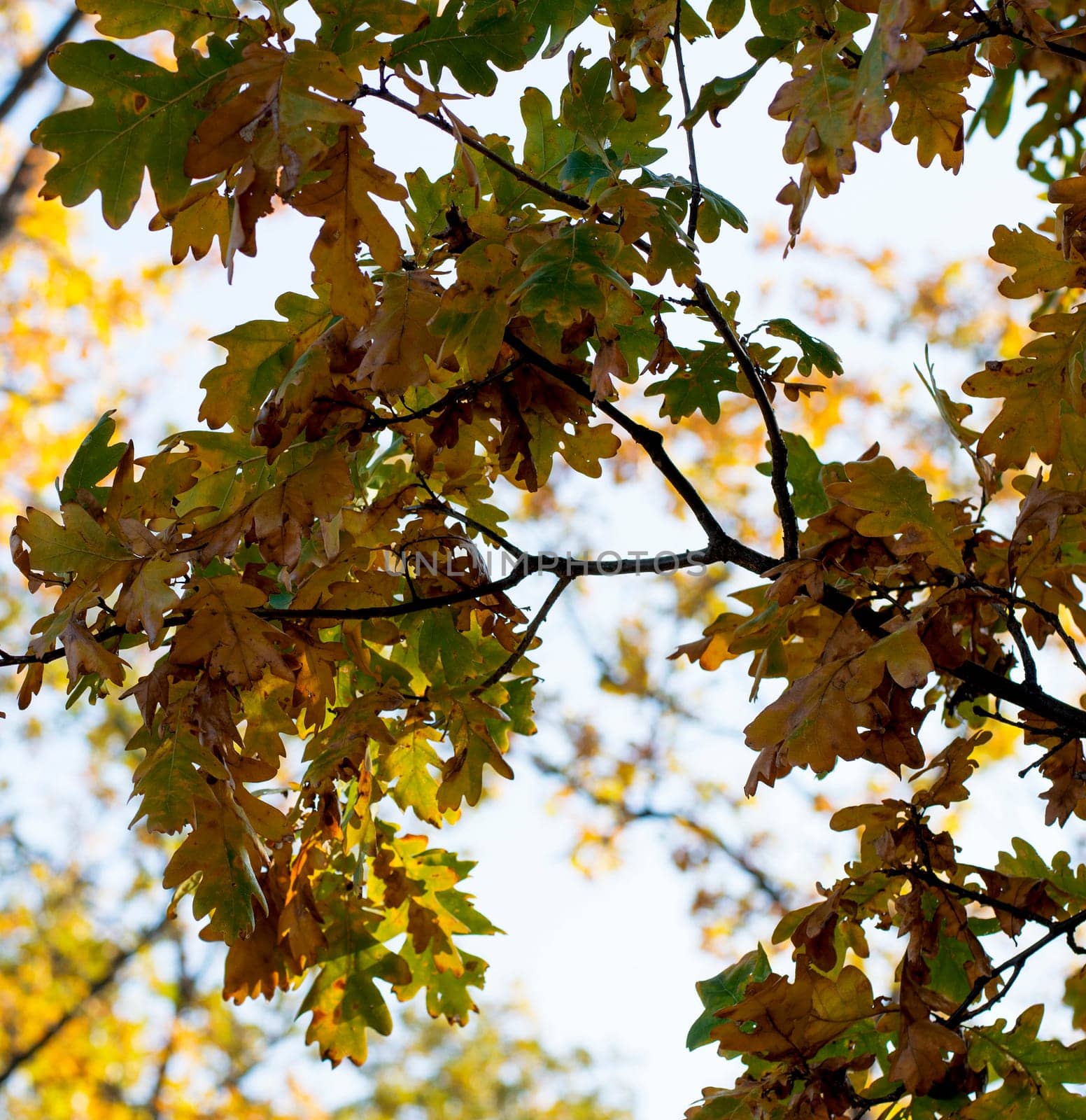 fragment of an oak branch with gold leaves, a subject fall and the nature