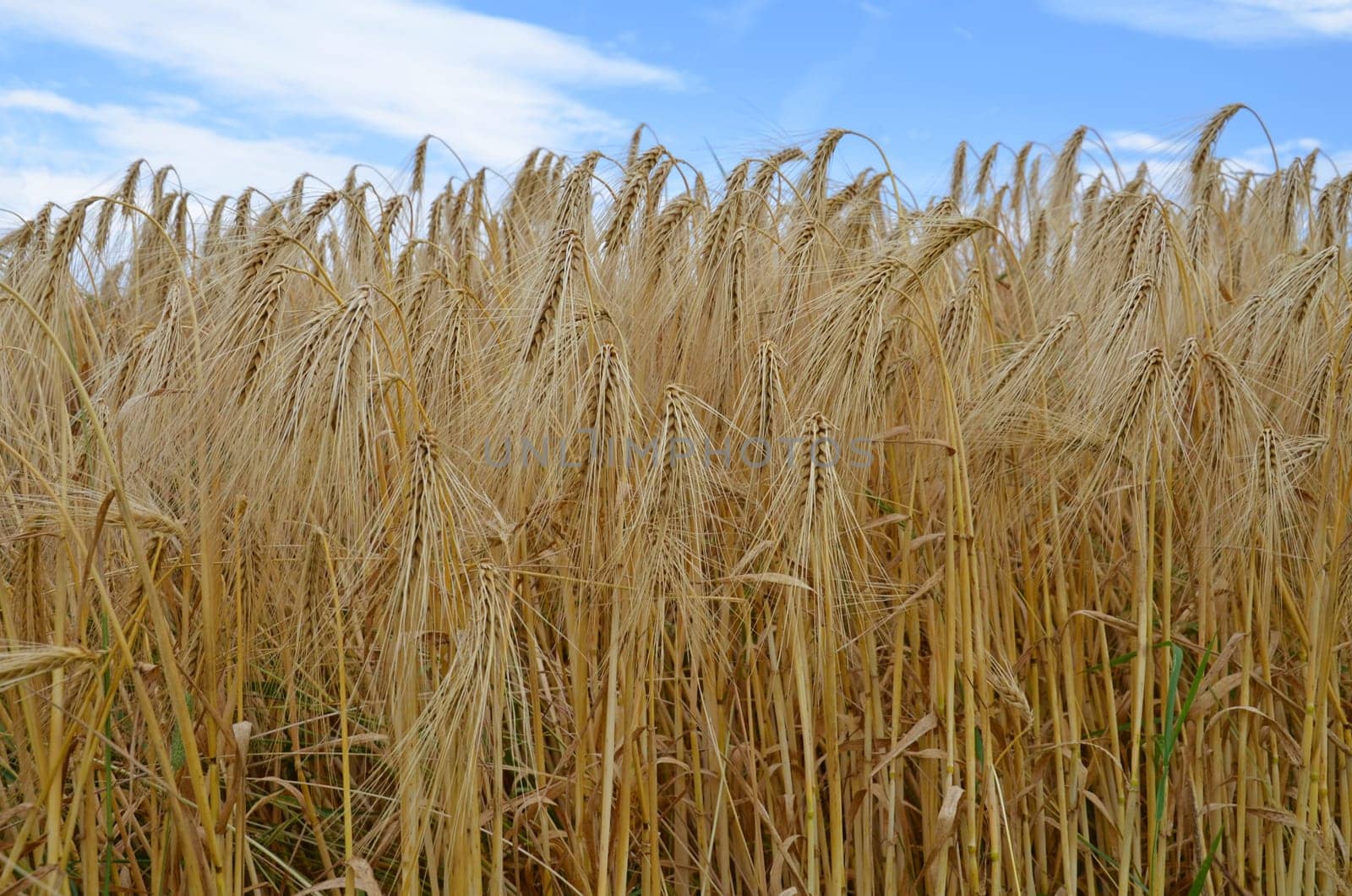 barley