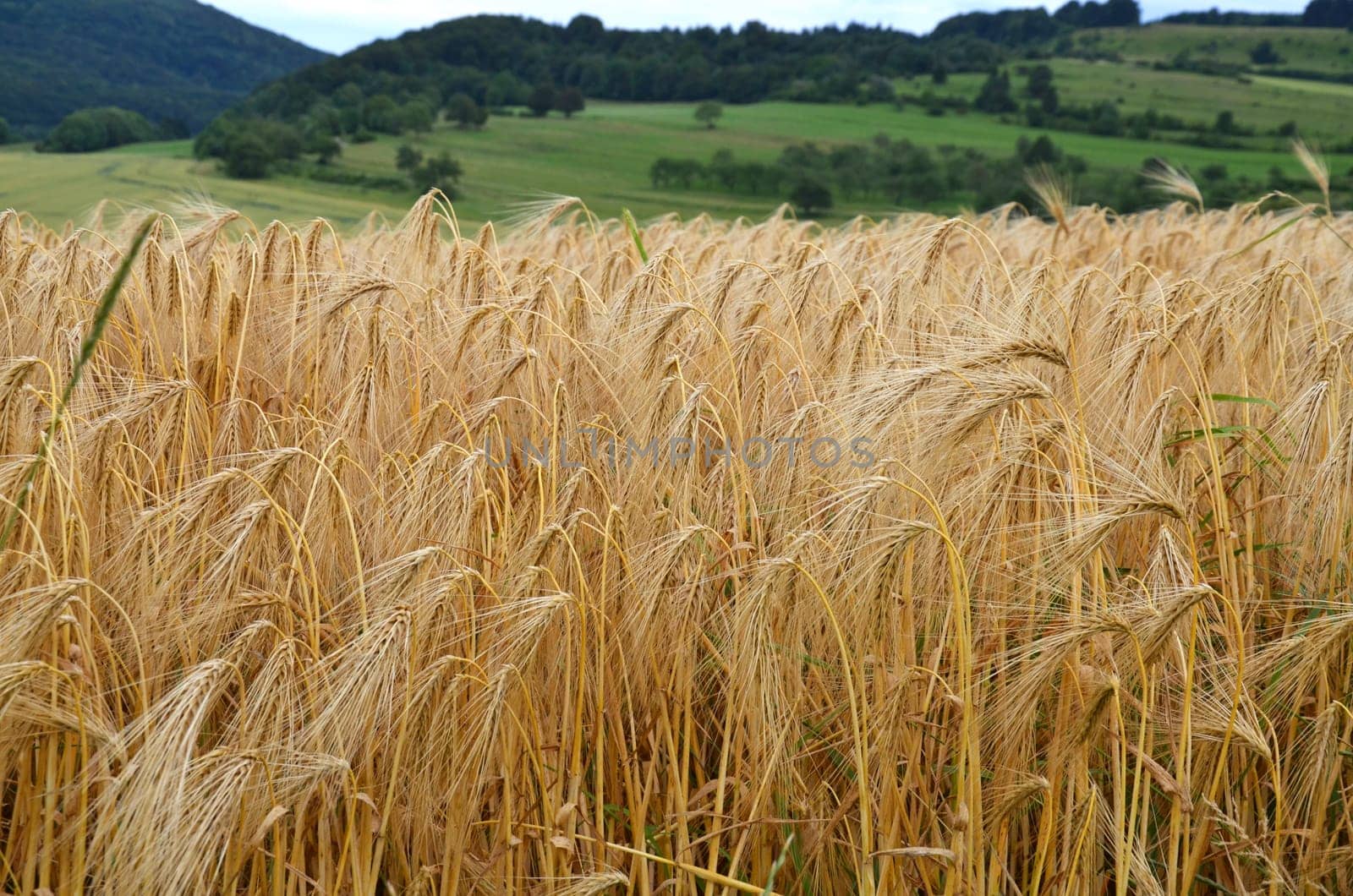 barley