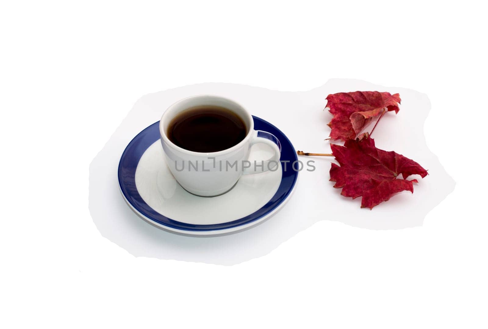 cup of coffee and beautiful autumn leaf, isolate, subject flowers and drinks