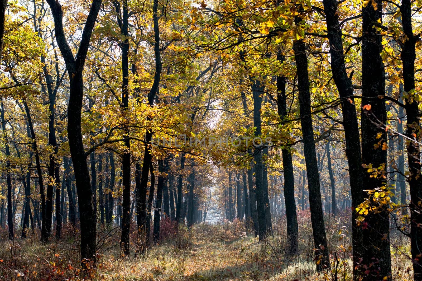 young oak grove in the fall, subject seasons and nature