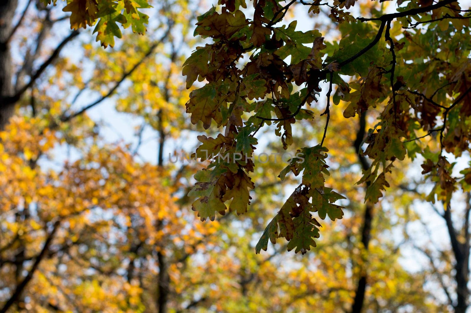 oak branch with gold leaves against the yellow wood, a subject fall and the nature