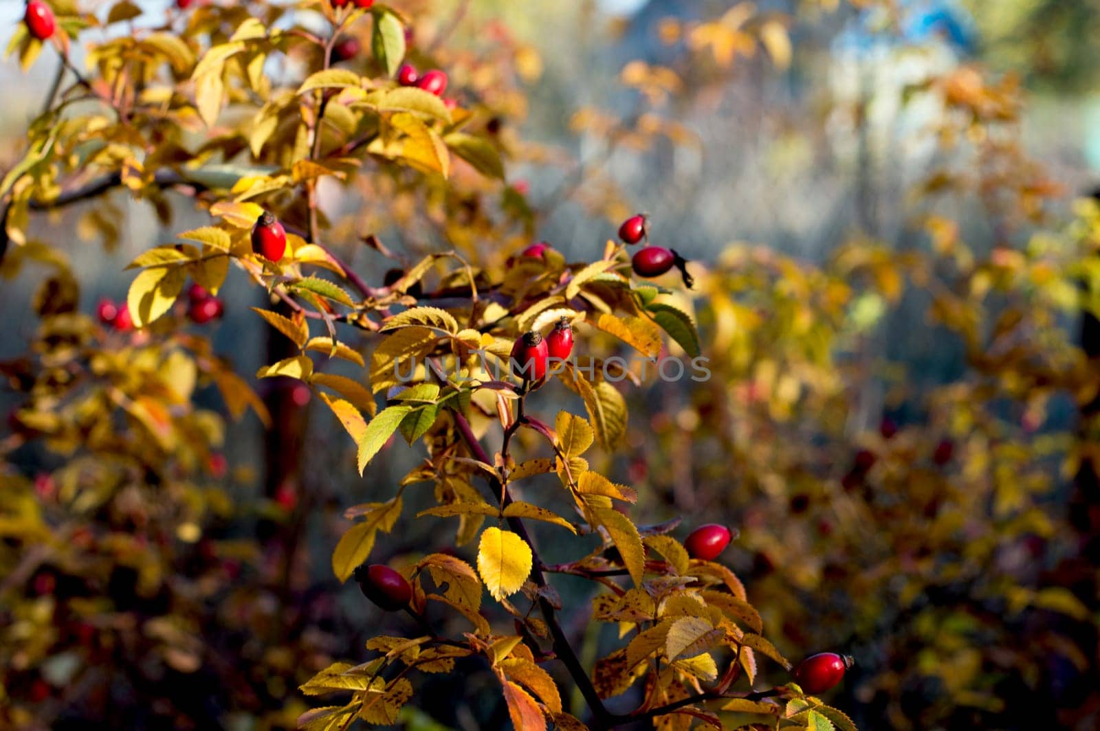 dogrose branch fragment with fruits, gold leaves, fall, a subject seasons and the nature