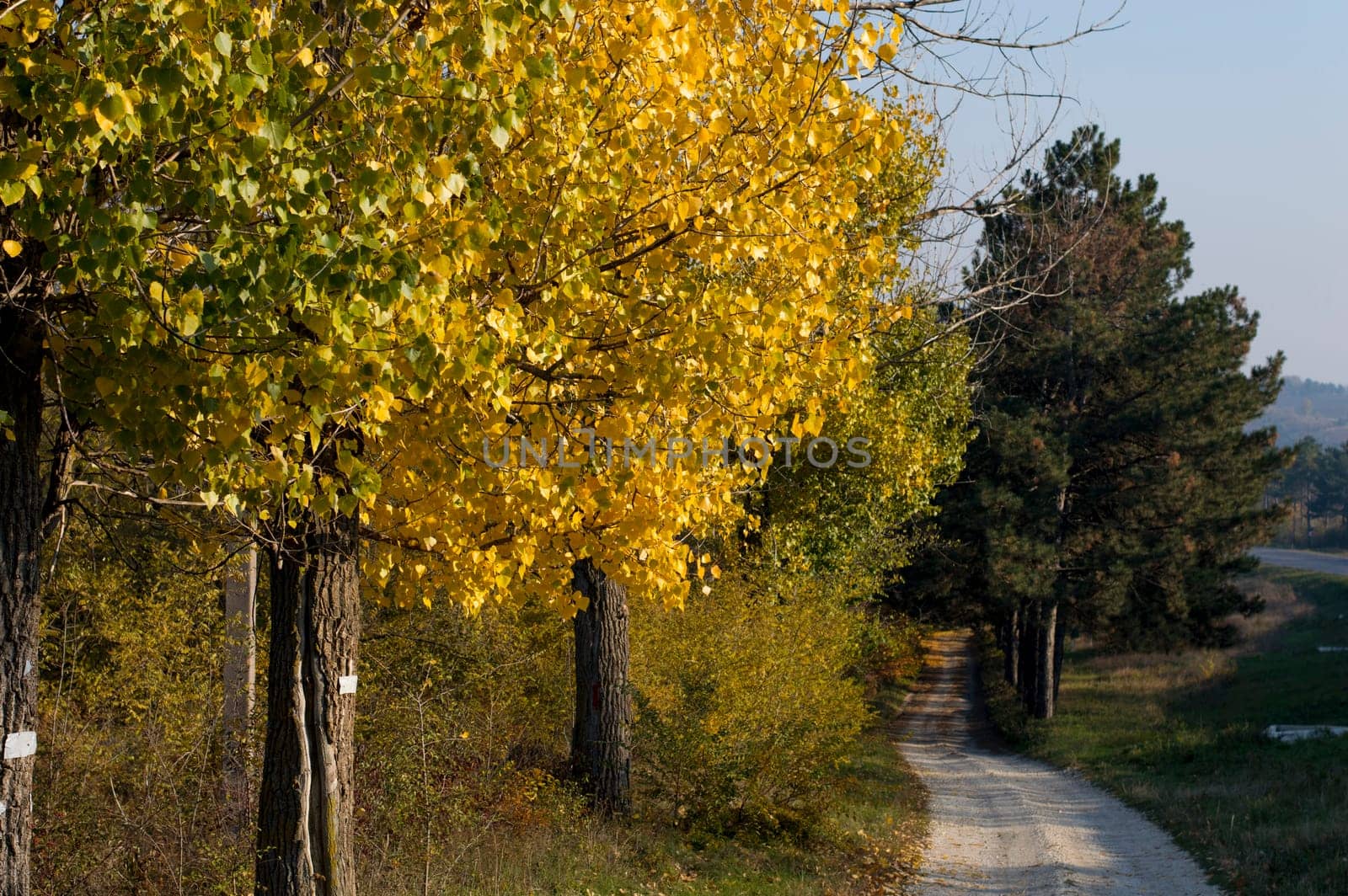 footpath at the yellow wood near the route, a subject fall and the nature