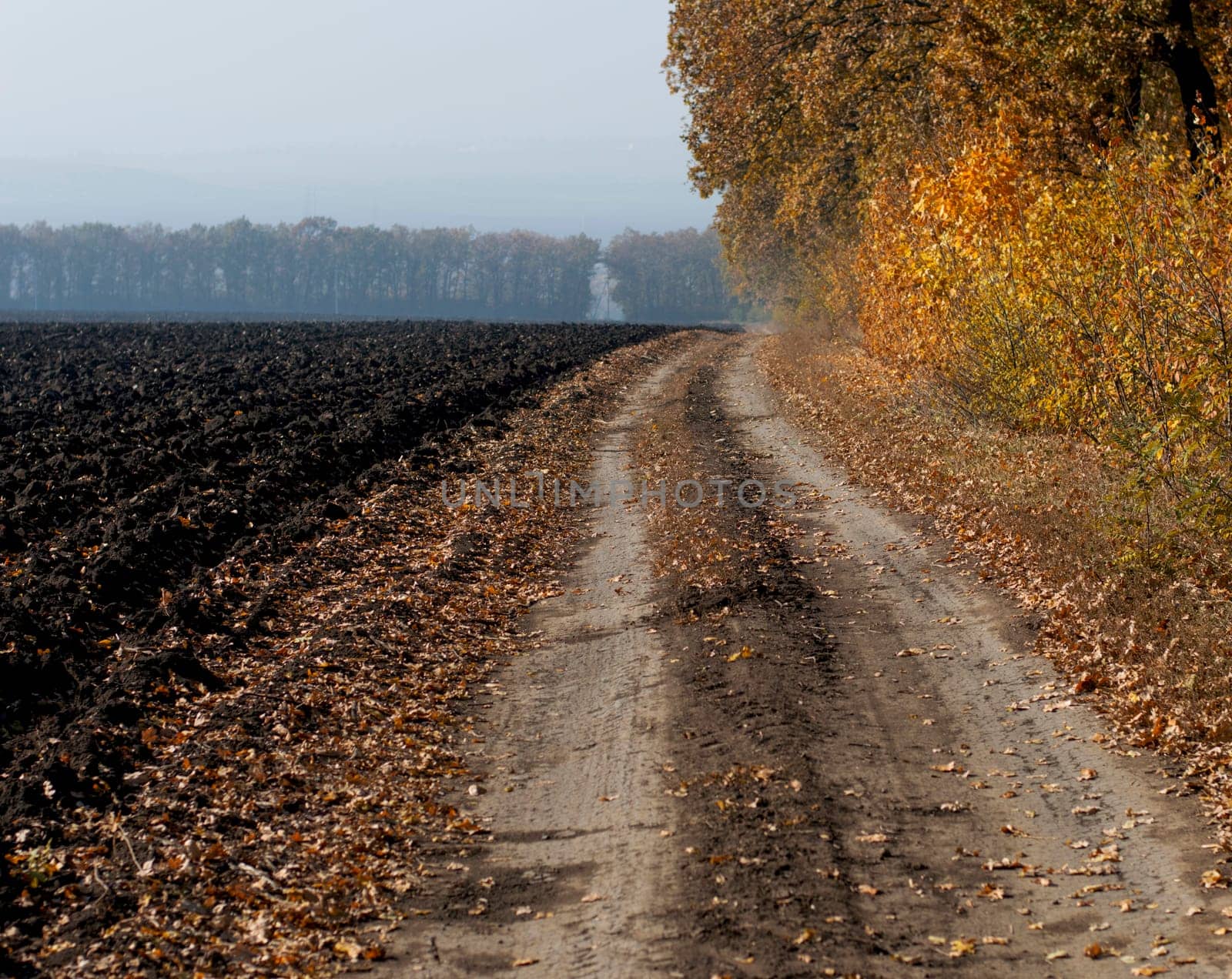 the plowed field and the earth road at an oak grove, a subject fall and the nature