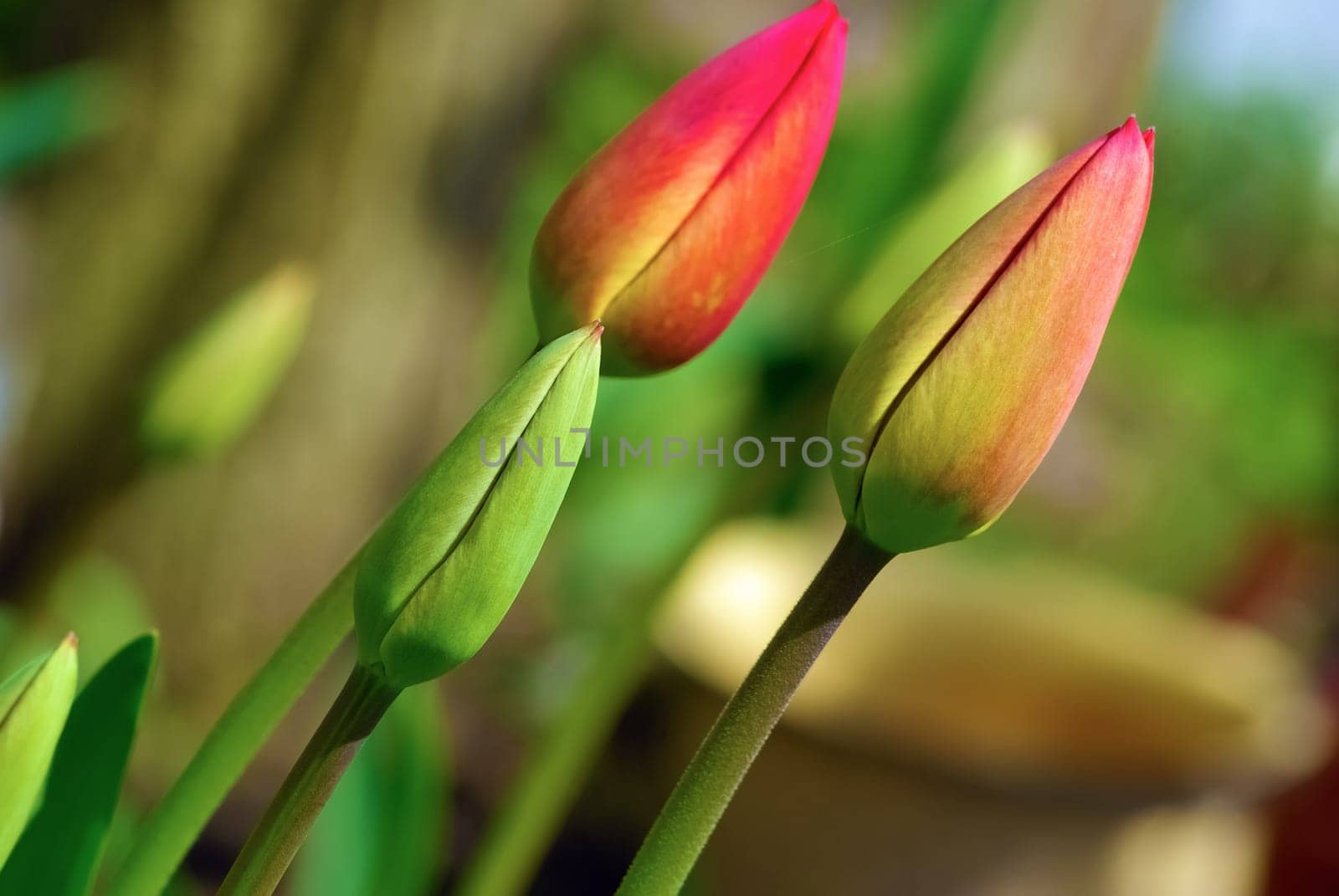 Fresh bright unblown tulips outdoors. Spring flowers. Shallow depth of field. Selective focus.