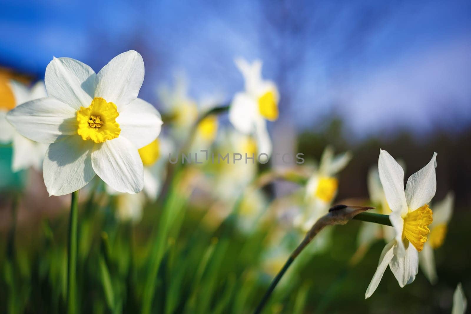 Close-up of bright blooming daffodils on the blurred nature and blue sky background. Flowering narcissus. Spring flowers. Shallow depth of field. Selective focus.