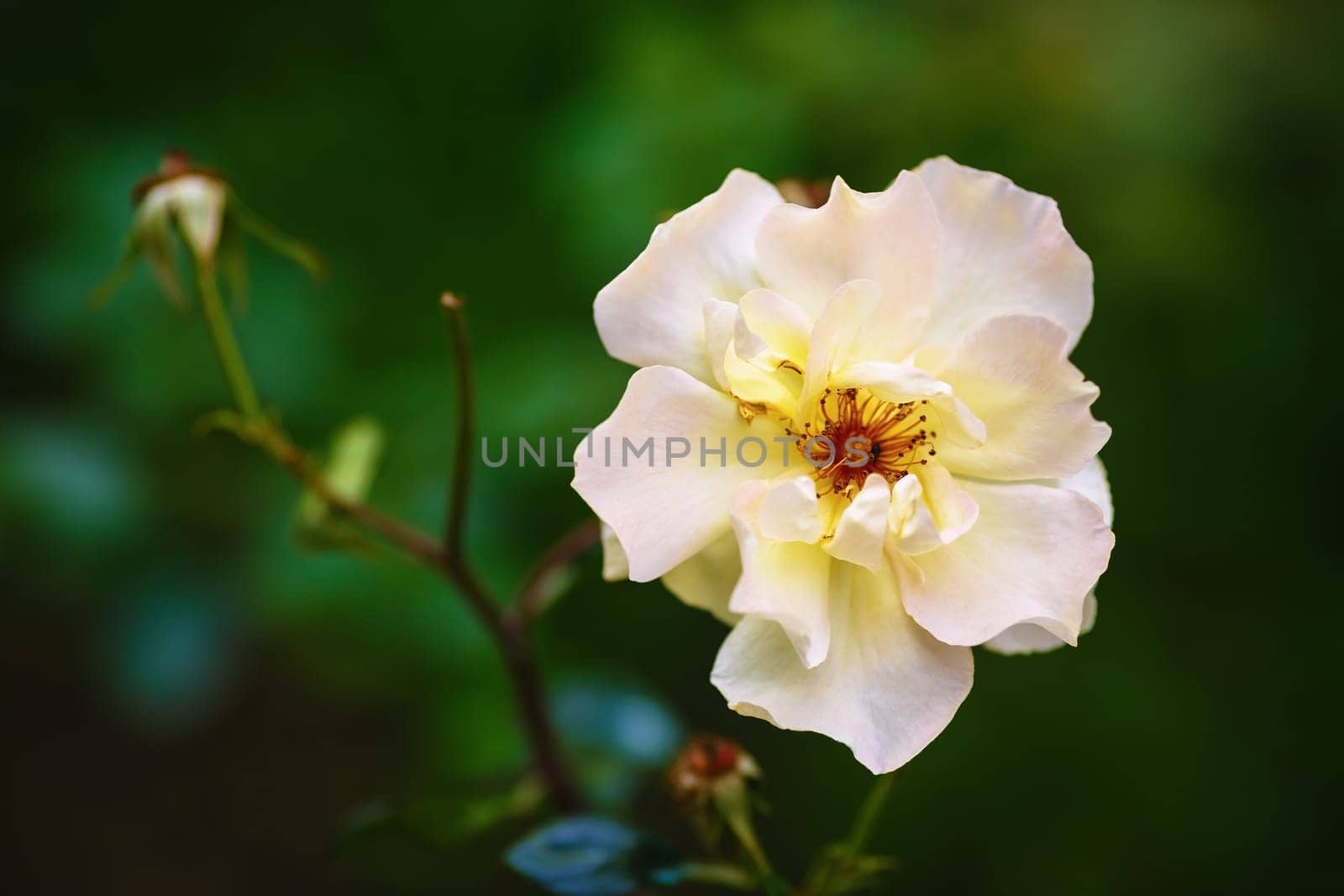White rose flower. Shallow depth of field. Selective focus.