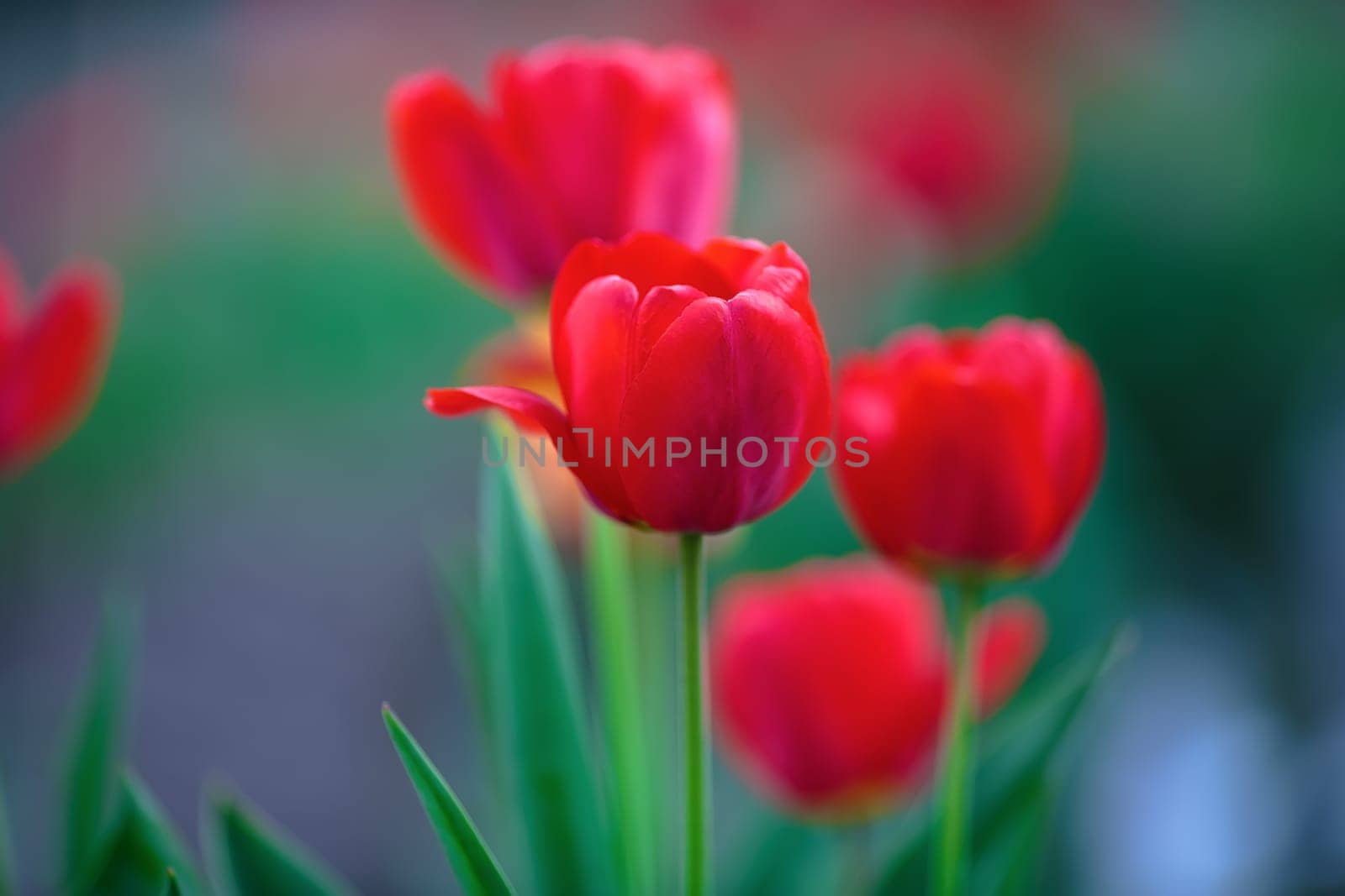 Shallow depth of field. Selective focus.