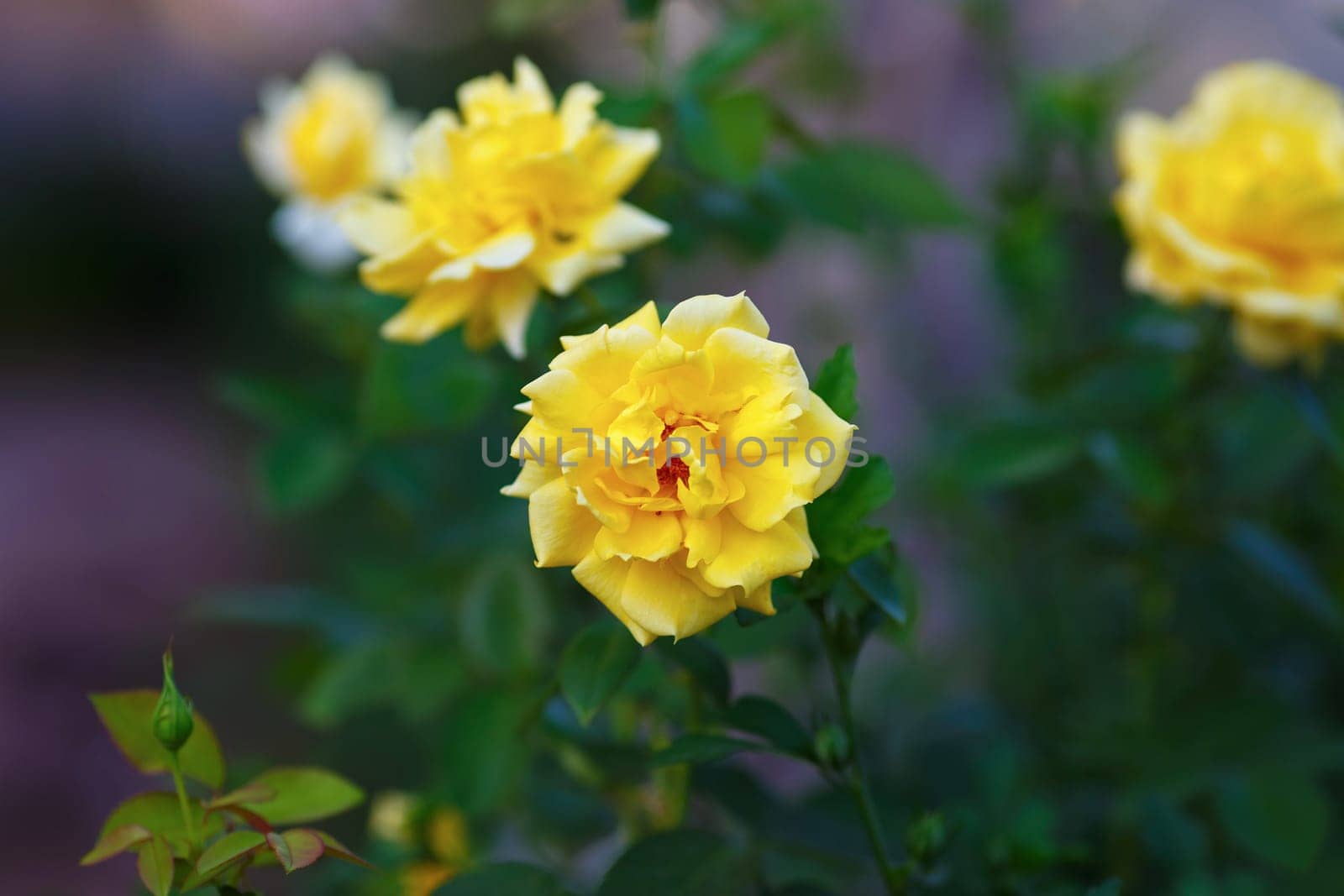 Beautiful yellow roses on blurred background of green leaves outdoors. Shallow depth of field. Selective focus.