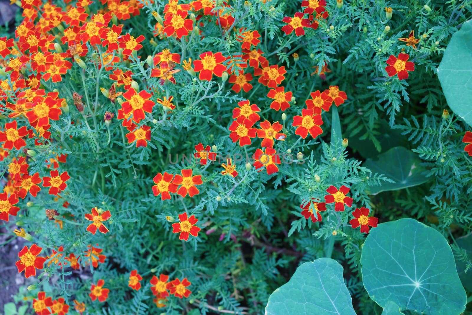 Background of a flowering marigold with foliage. Signet marigold.