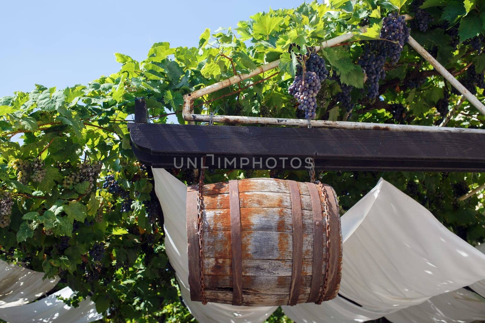 Old wooden barrel hanging on rusty chains among the vines.