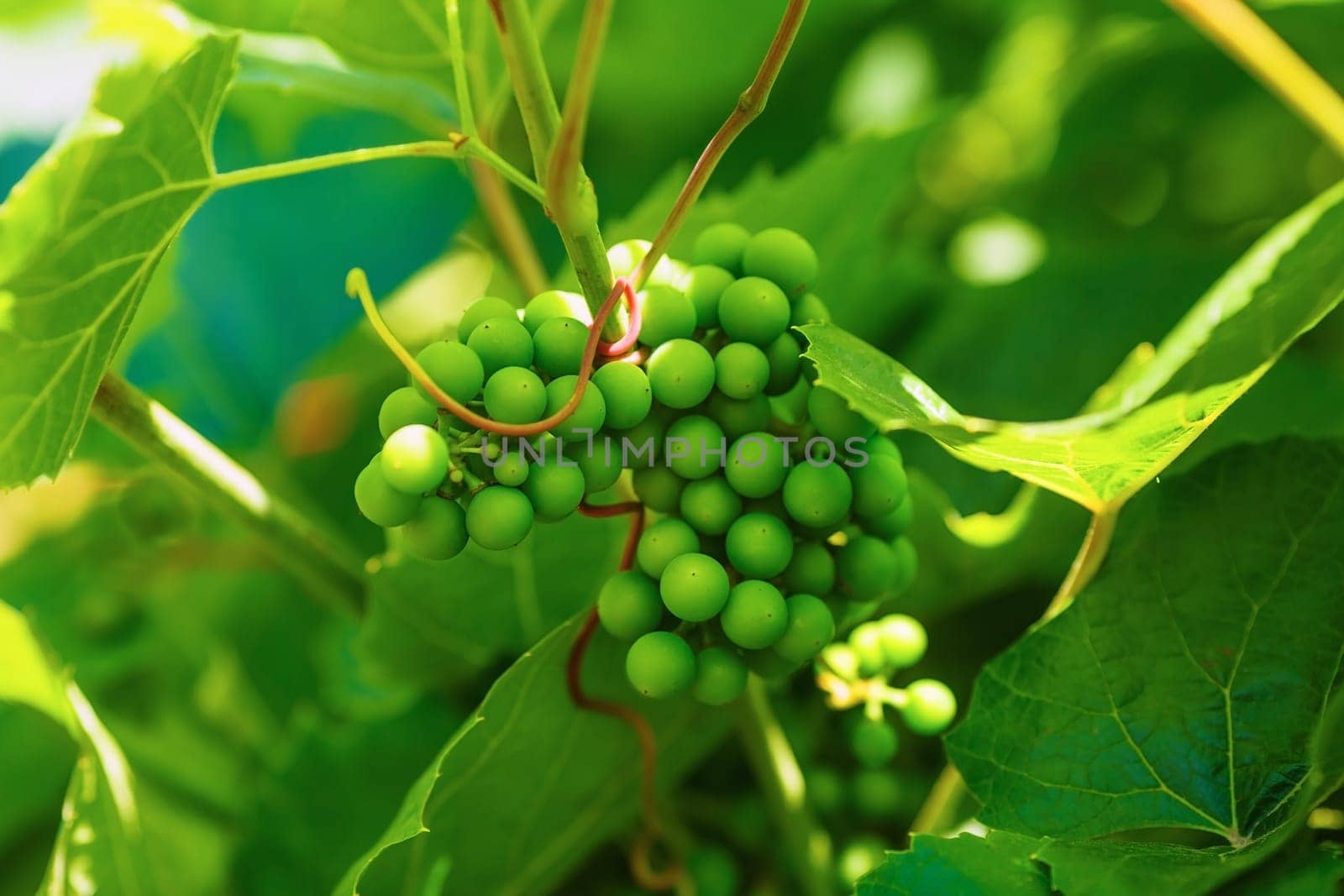 Bunch of unripened green grapes on a blurred background of green foliage. Shallow depth of field. Selective focus.