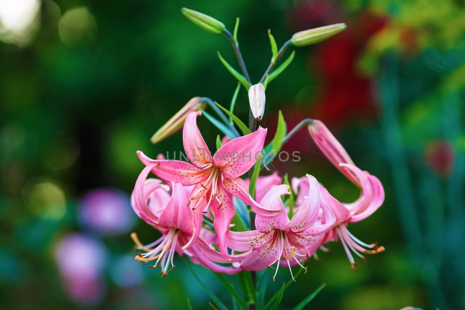 Amaryllis in bloom on a blurred background of green leaves outdoors. Shallow depth of field. Selective focus.